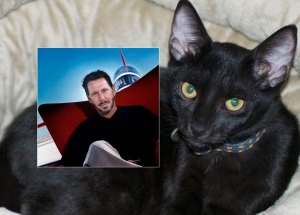 My new kitten, Java, and Oracle's Larry Ellison.  Separated at birth?